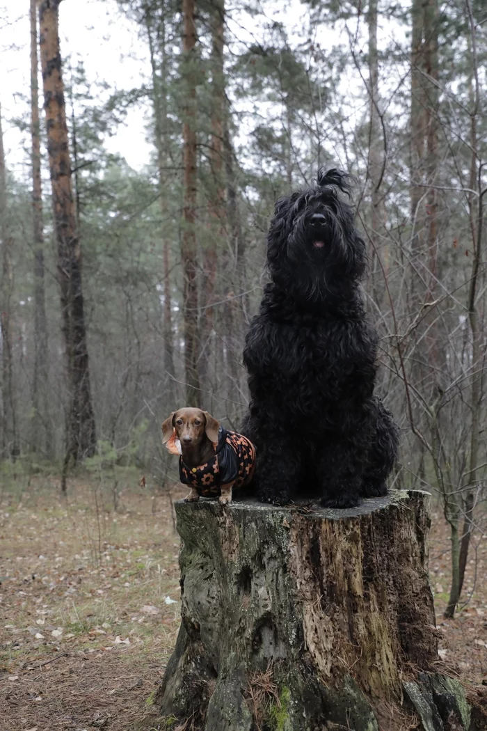 Dogs in the autumn forest - Blackie, Dachshund, The photo, Dog