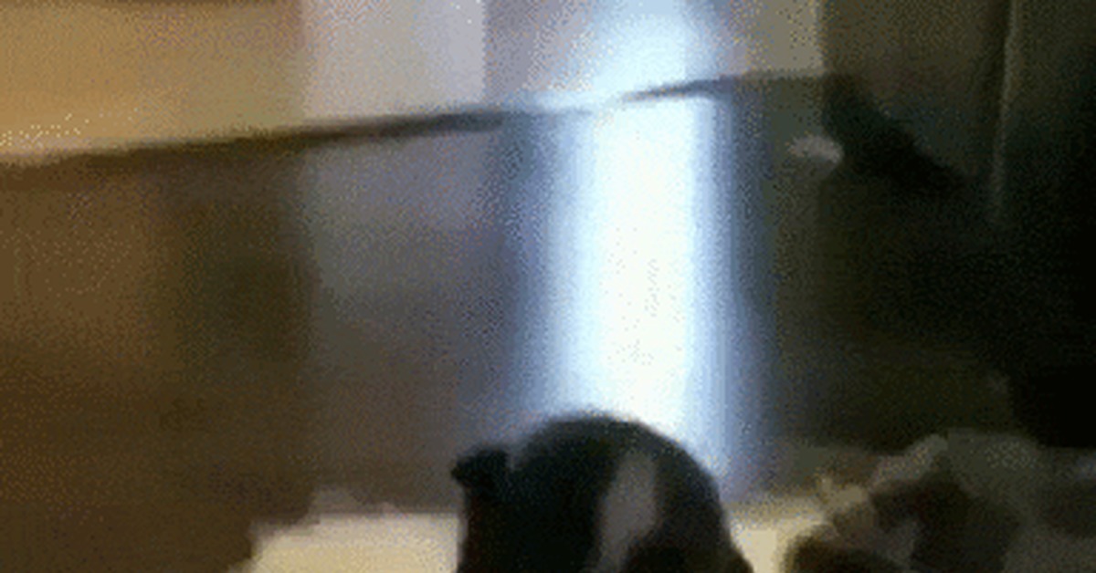 Learning to walk - Dog, Puppies, Pets, Clumsiness, Milota, GIF