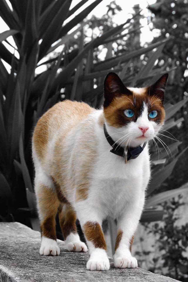 Blue-eyed beauty - cat, Catomafia