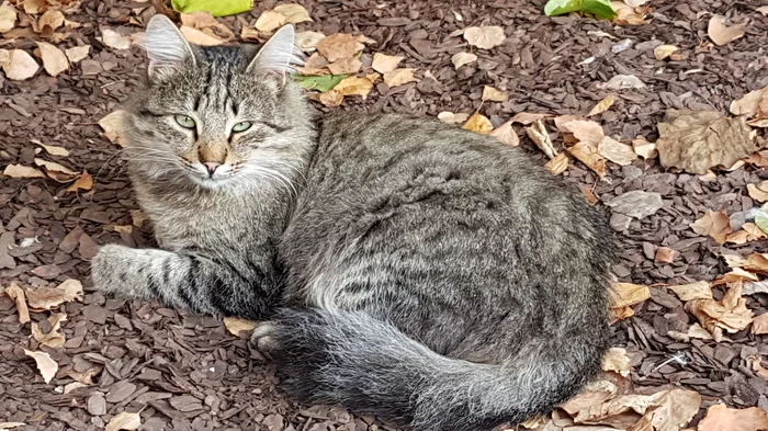 Кота выгоняют, жалко беднягу. - Спасение животных, Кот, В добрые руки, Ростов-на-Дону, Без рейтинга