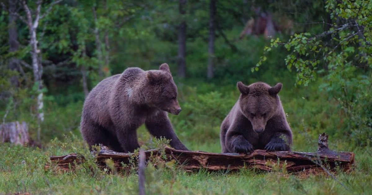 Питание медведя