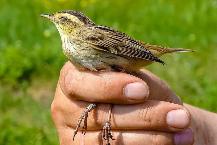 Aquatic warbler - My, Kamyshovka, Krasnoyarsk HPP, Ornithology, Ecology, Birds