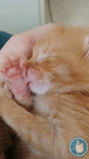 Когда остался без мамы! Котята, Кот, Милота, Гифка