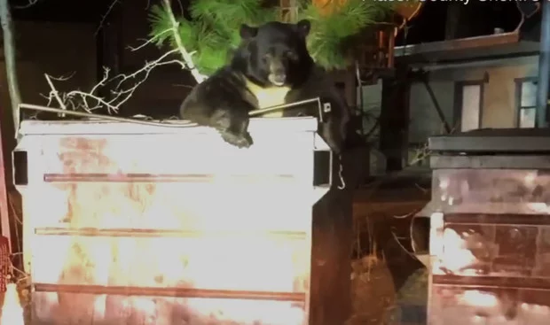 I want to know everything #502. The bear got stuck in a trash can and called the police for help) - USA, US police, The Bears, Garbage bins, Stuck, Interesting, Video