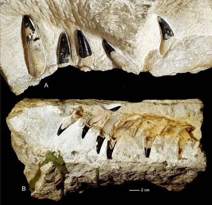 Remains of a giant pliosaur found in Poland - Paleontology, Find, Remains, Pliosaurus, Longpost