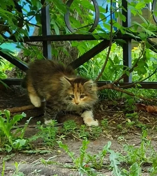 Tricolor and red happiness - My, In good hands, Kittens, Longpost, cat, Moscow, Moscow region, No rating