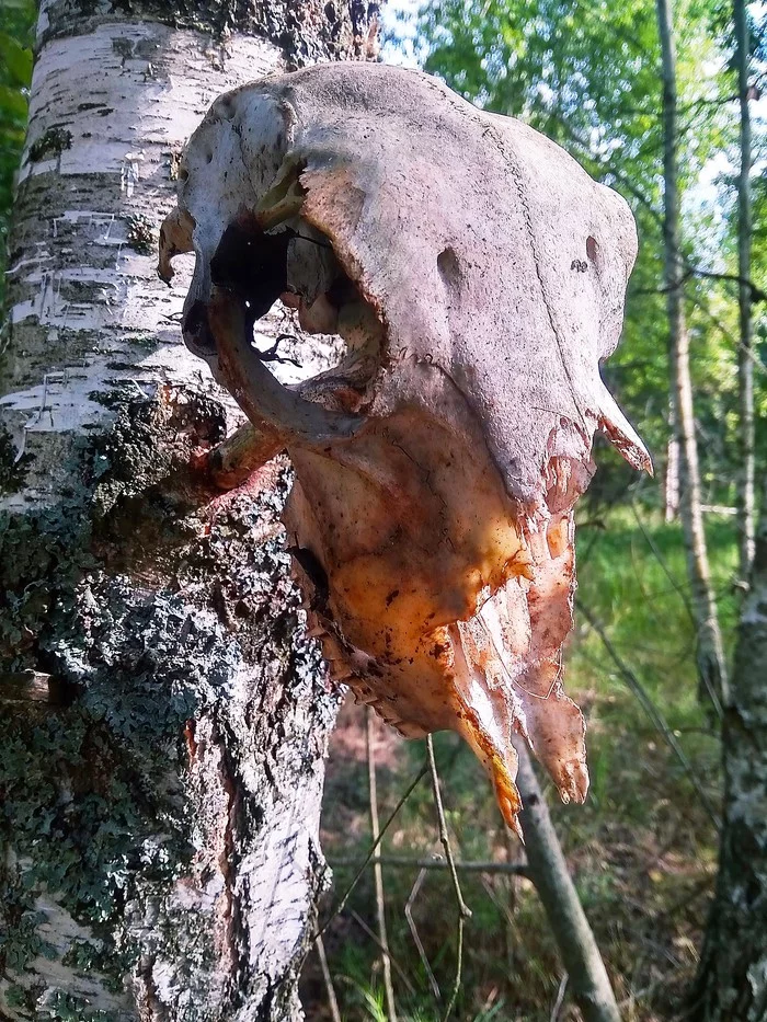 Ходил за грибами, нашёл вот это... - Моё, Череп, Лес