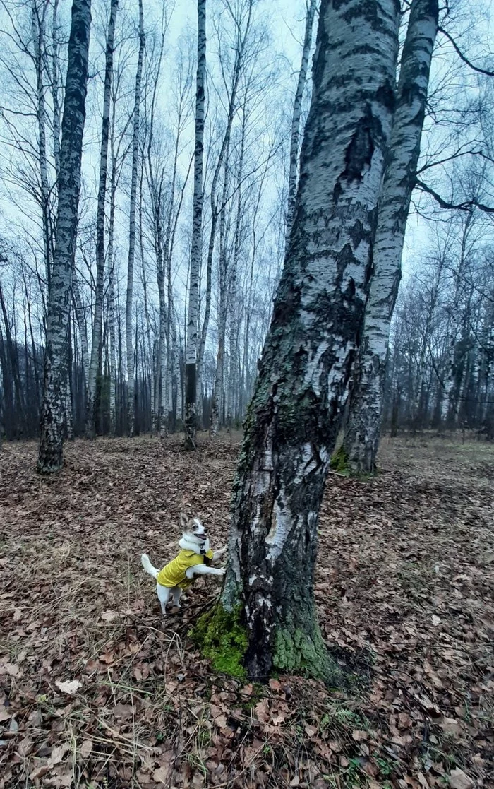 Осенняя прогулка - Моё, Милота, Собака, Домашние животные, Животные, Осень, Лес, Длиннопост