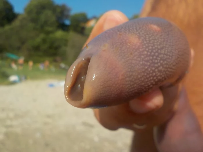 Urechis: penis fish - My, Interesting to know, Interesting, Animals, Sea worm, Informative, Fauna, Primorsky Krai, Video, Longpost