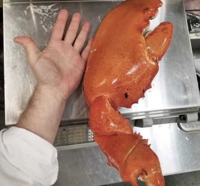 Claw - Claws, Lobster, The size, The photo