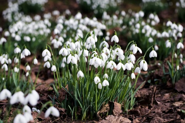 The qualifying autumn is when the second harvest of blueberries and snowdrops in November occurs in a year. - Autumn, Forest, Harvest, Snowdrops flowers, Blueberry, Heat, Longpost