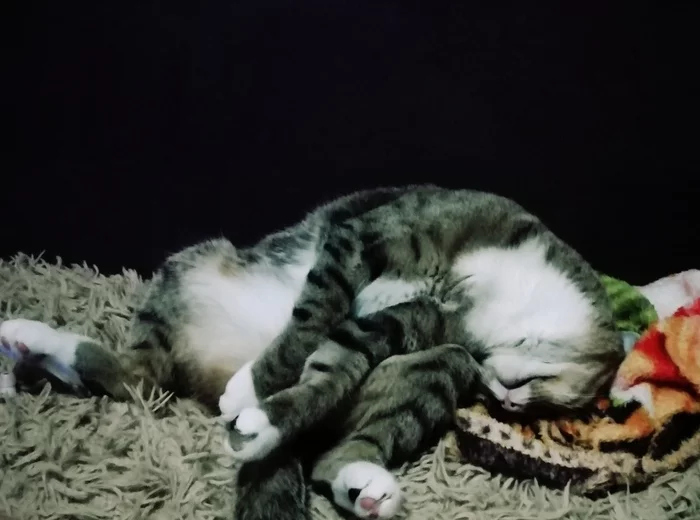 Yes, it's convenient! - cat, Convenience, Catomafia, My