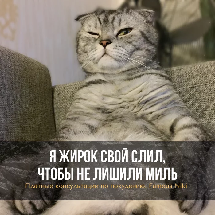 The famous Russian cat Famous Niki is ready to tell how other cats can lose weight and not end up overboard the plane. - My, cat, Catomafia, FamousNiki, Fat cats, Slimming