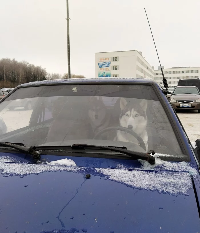 Delivery of goodies - Husky, Good boy, Dog, Auto, Driver, Lada, Parking