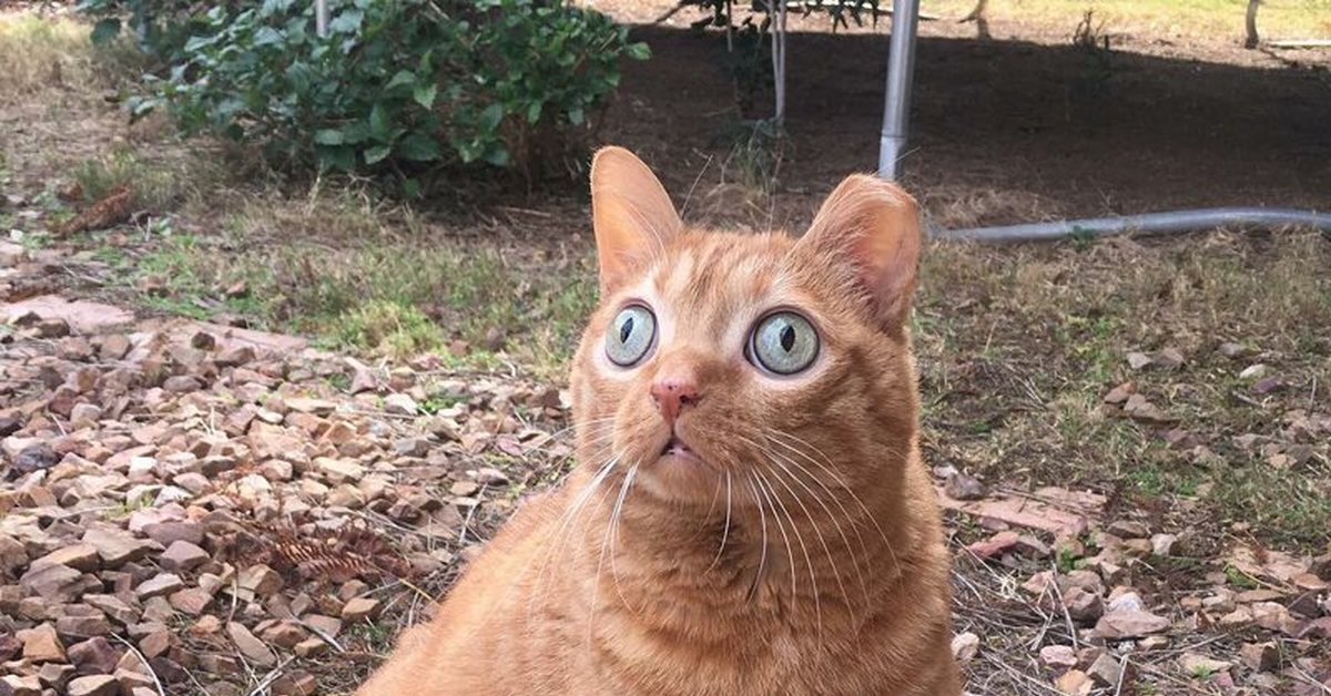 Котам можно картошку. Потейто кот. Косоглазый рыжий кот. Кот с выпученными глазами. Рыжий кот с выпученными глазами.
