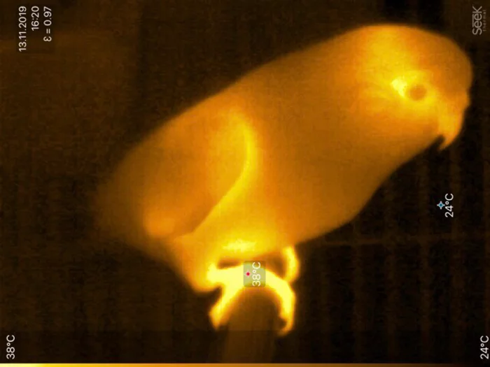 Thermal imager - My, Thermal imager, A parrot, Seek Thermal, Longpost