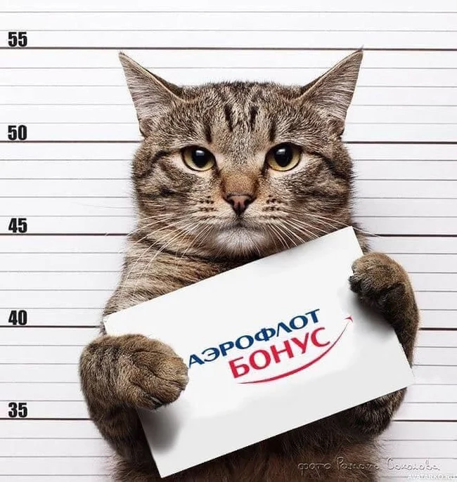 Aeroflot has once again screwed itself. - Aeroflot, Scandal, Animals, cat