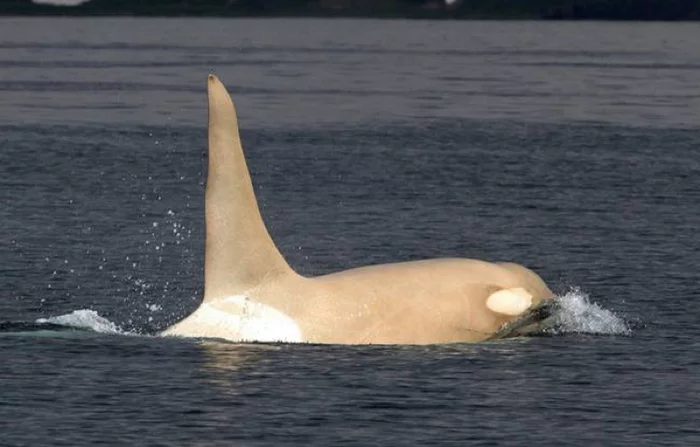 White killer whale - Killer whale, Interesting, Animals, Albino, Rare view, Rare photos, Rarity, beauty