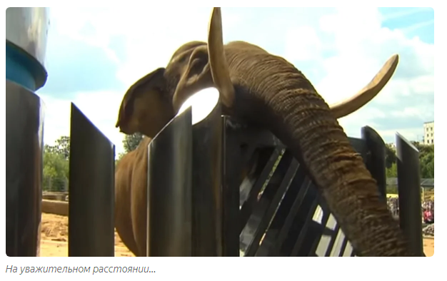 Elephant keeper: a deadly profession. - Animals, Elephants, Moscow Zoo, Informative, Yandex Zen, Video, Longpost