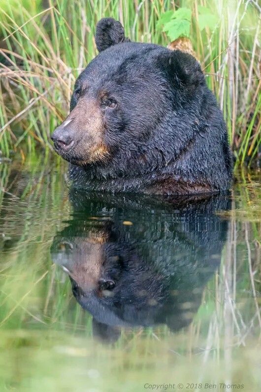 Ну допустим ква - Фотография, Медведи, Животные, Вода