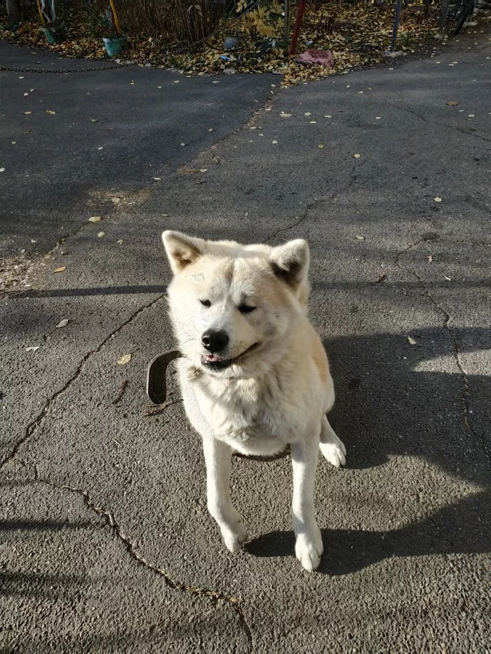 Found a dog, Krasnodar - No rating, Lost, Akita Inu, Longpost, Dog, Found a dog, Krasnodar, In good hands