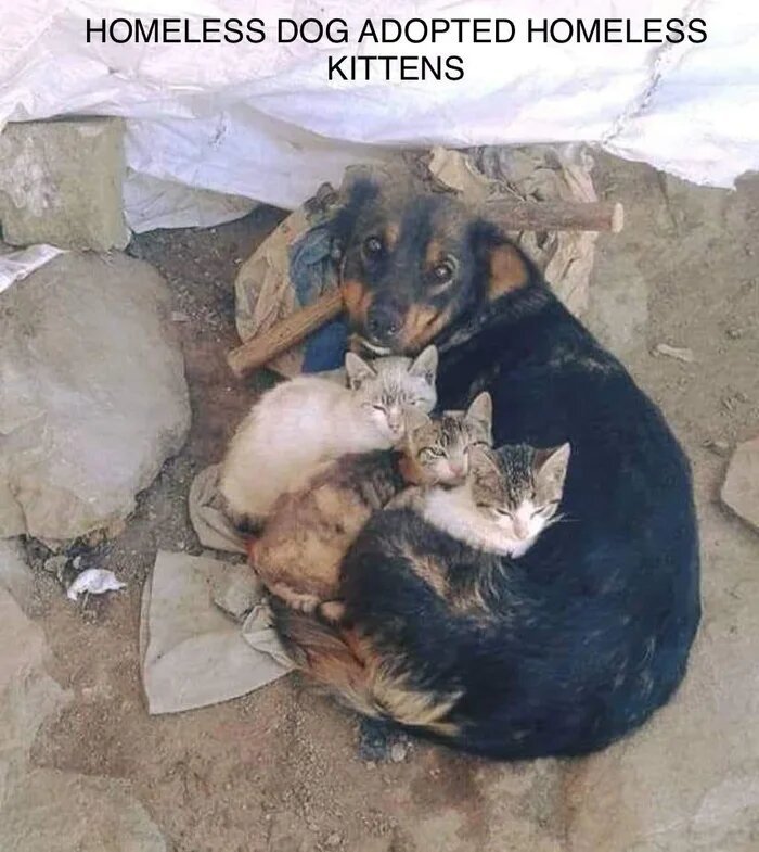 Stray dog ??shelters homeless kittens - Dog, Kittens, Homeless animals, The photo, cat