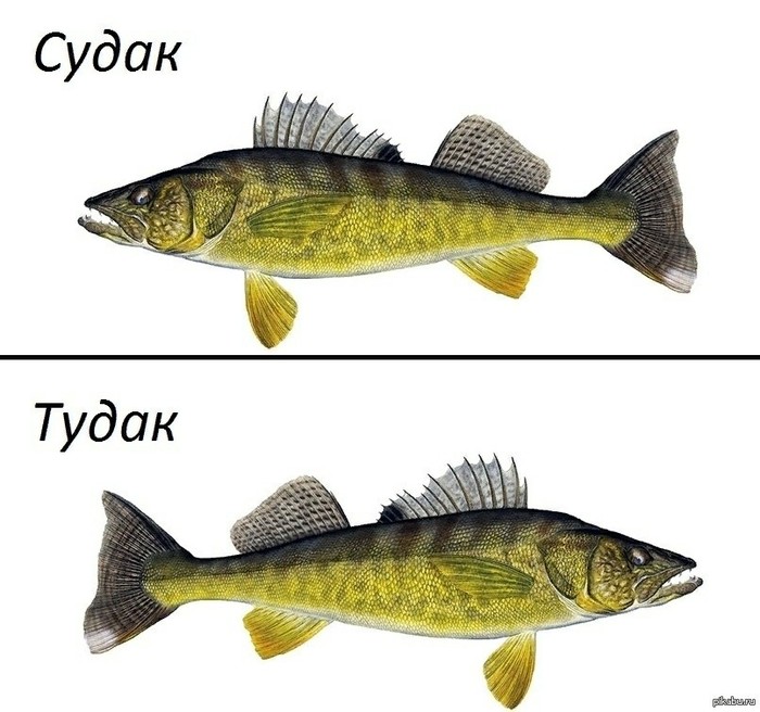 -     ,    , , 