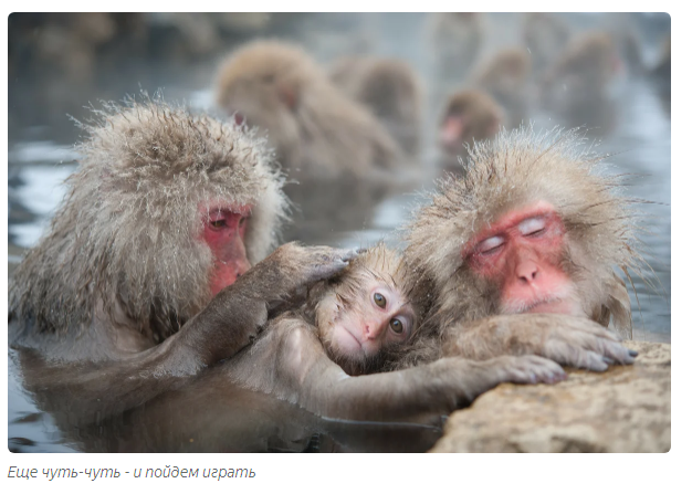 Orange: the affectionate king of the monkeys. - Animals, Toque, Moscow Zoo, Informative, Yandex Zen, Video, Longpost, Japanese macaque