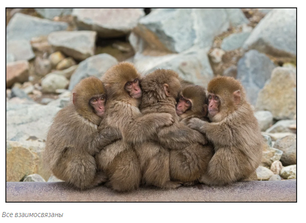 Orange: the affectionate king of the monkeys. - Animals, Toque, Moscow Zoo, Informative, Yandex Zen, Video, Longpost, Japanese macaque