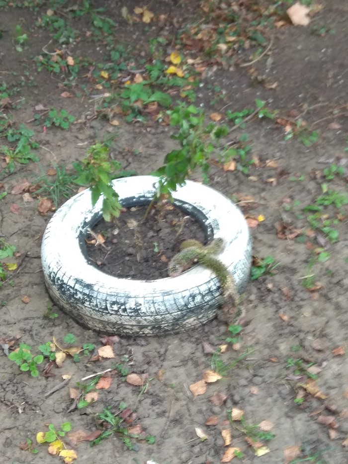 ������ �����������