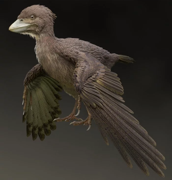 The second oldest flying animal was discovered in a Japanese quarry - Paleontology, Find, Dinosaurs, Birds