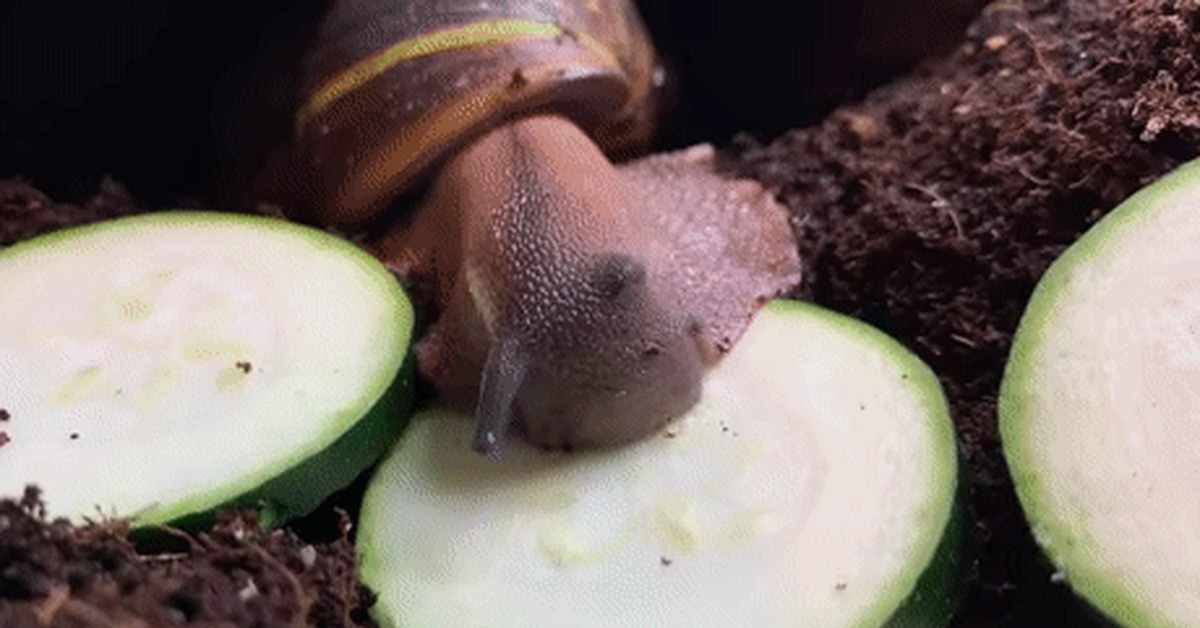 Snail eats cucumber - Snail, Cucumbers, Food, Hunger, GIF