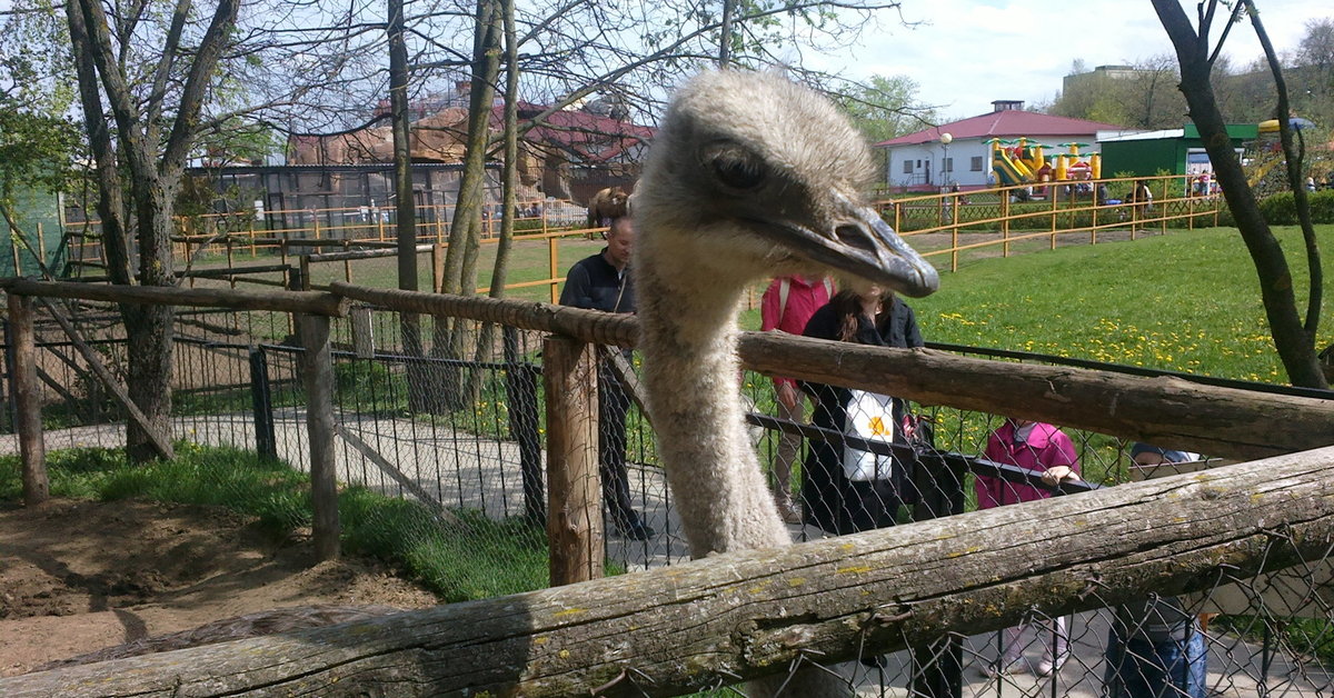 Минск zoo. Минский зоопарк. Зоопарк в КЧР.