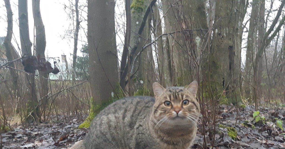 Кот ло. Кот в Ленинградской области. Самый лучший кот Ленинградской области.