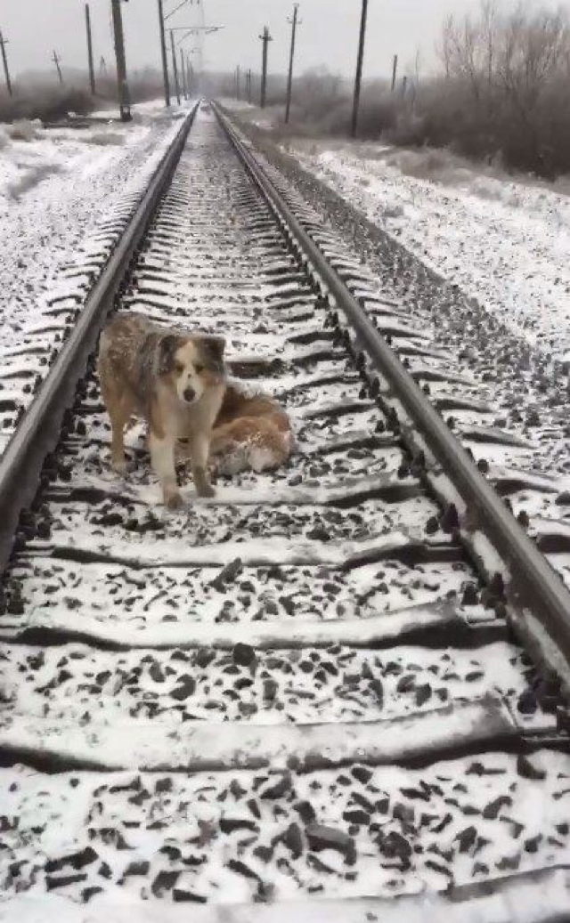 A male is not an insult, a male is a pride - Dog, A train, Help, Longpost