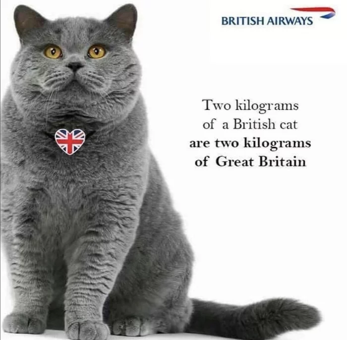 Fly with your cats without problems - cat, Fat cats, Aviation, Longpost