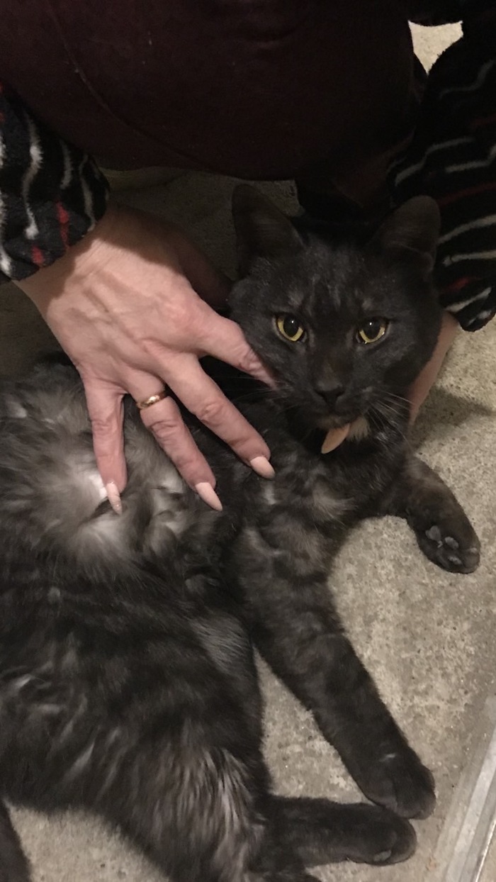 Отдам кота. Челябинск