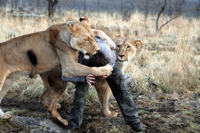 Do not be afraid ! They'll just play! :3 - a lion, Lioness, Big cats, Kevin Richardson, friendship, GIF, Longpost, Animal games, South Africa