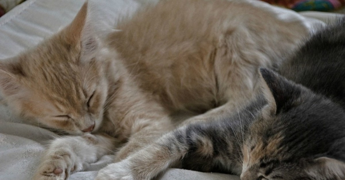 Кошки спят вместе. Спящие котята. Котики спят в обнимку. Котики обнимаются.
