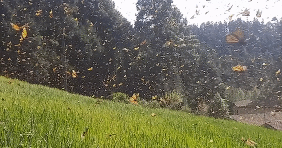 Butterflyfall. - Butterfly, Migration, wildlife, GIF