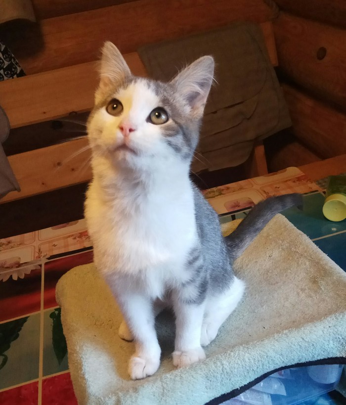 приют для собак дмитровский район. в добрые руки дмитров. британец смешан с трехцветкой. в добрые руки дмитров. в добрые руки дмитров.