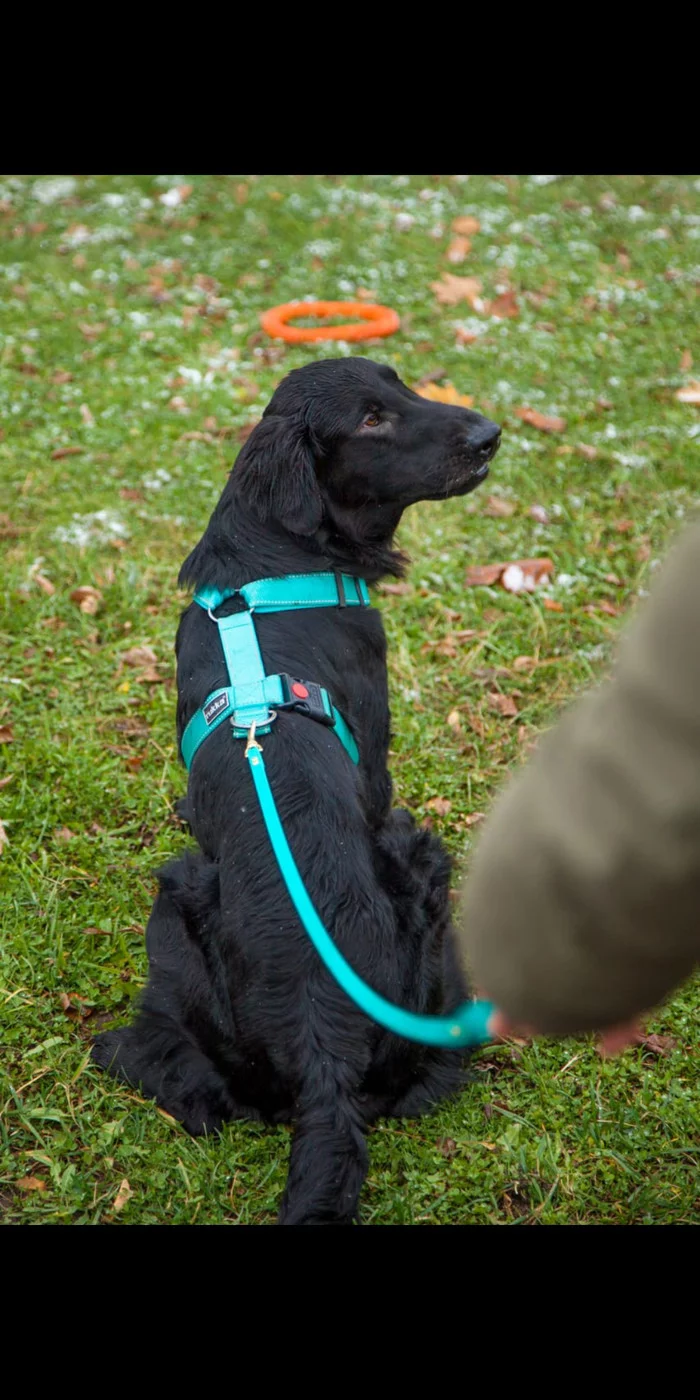 Take a photo, it looks like I’m an angel of fetch - My, Dog, Retriever, Straight-haired Retriever, Toys