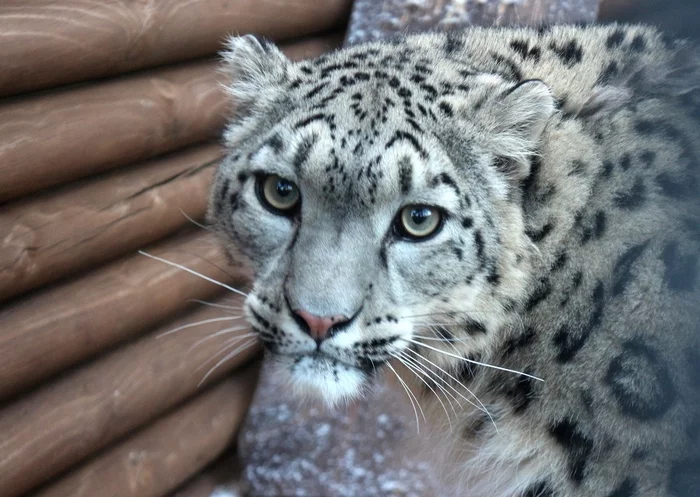 A wounded leopard was brought to the zoo where I work. - My, Snow Leopard, Roev Creek, Animals, The rescue, Poachers, Sayano-Shushensky Reserve, Video, Longpost