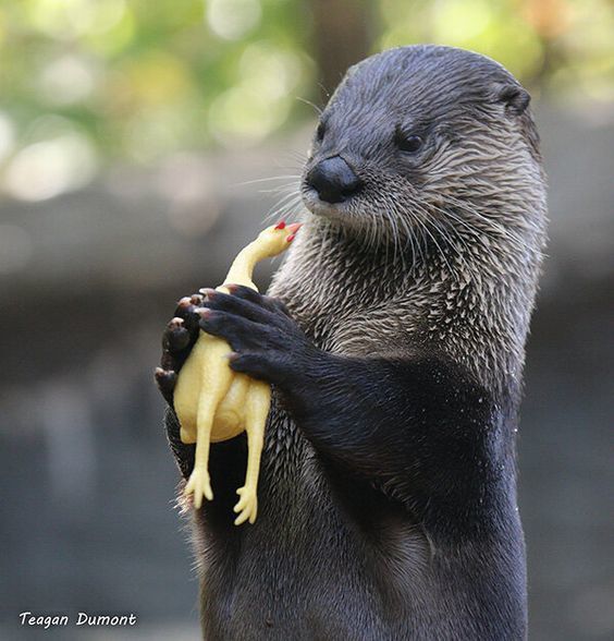 Cook, this chicken is not ready. - The photo, Otter, Toys, Animals