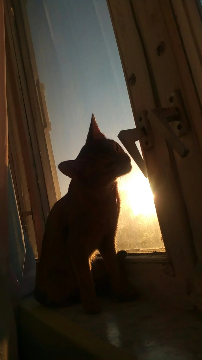 Sun - My, Abyssinian cat, Sunset, cat, Pets