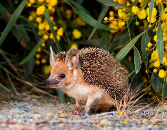 long eared hedgehog - Animals, Nature, The photo, Hedgehog, Eared hedgehog