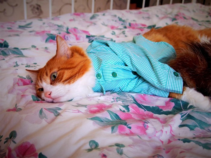 ���� -�����������