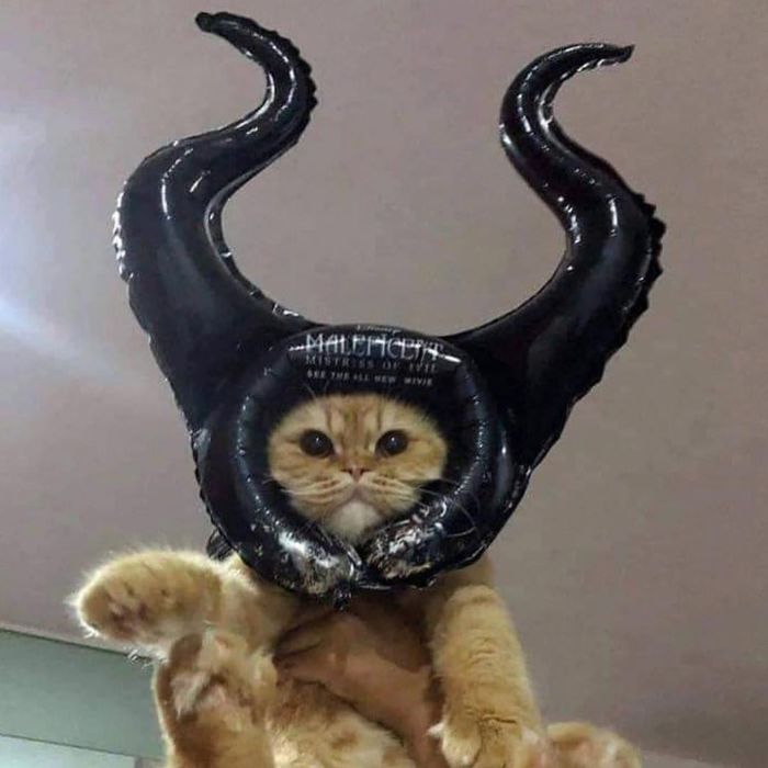 Meowleficent