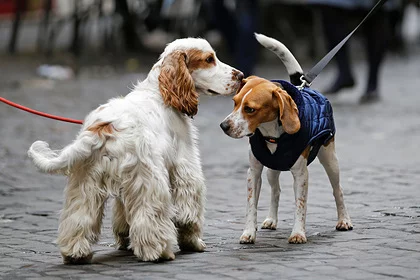 In Italy, a bill was introduced to protect the rights of dogs - news, Bill, Animals, Pets, Dog, Italy