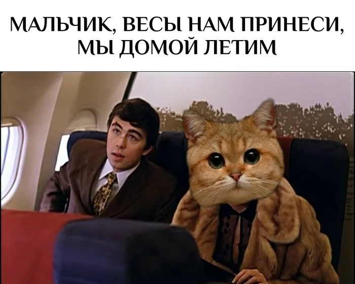 When bro is not luggage - My, Vladivostok, Aeroflot, cat